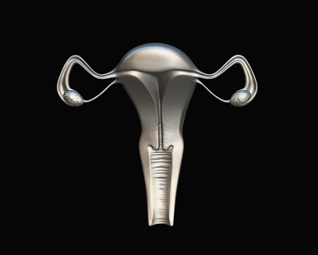 Female Reproductive System Low-poly 3D model_12