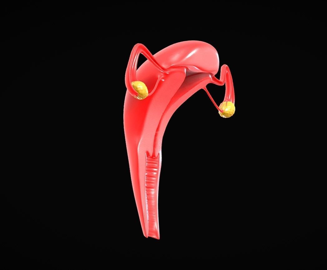 Female Reproductive System Low-poly 3D model_5