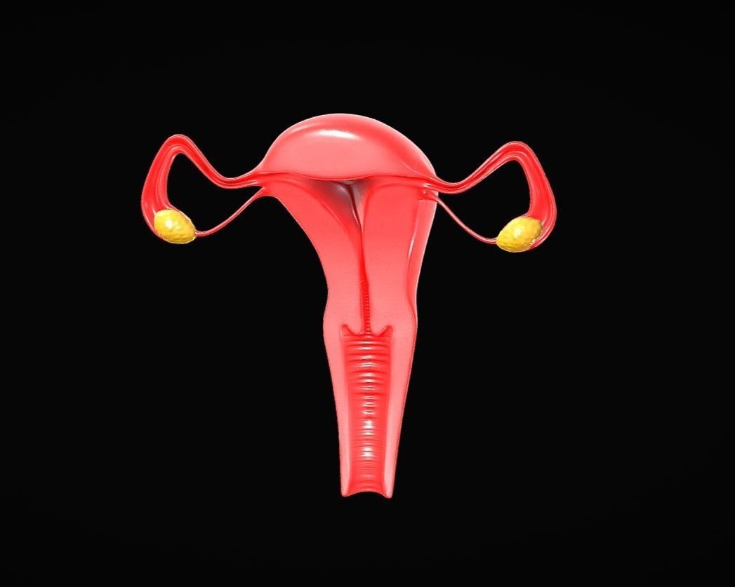 Female Reproductive System Low-poly 3D model_4