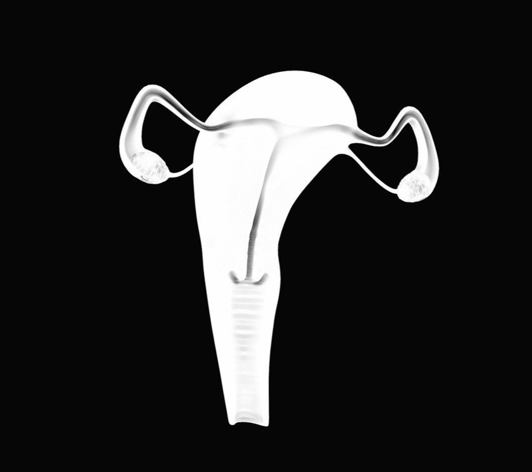 Female Reproductive System Low-poly 3D model_10