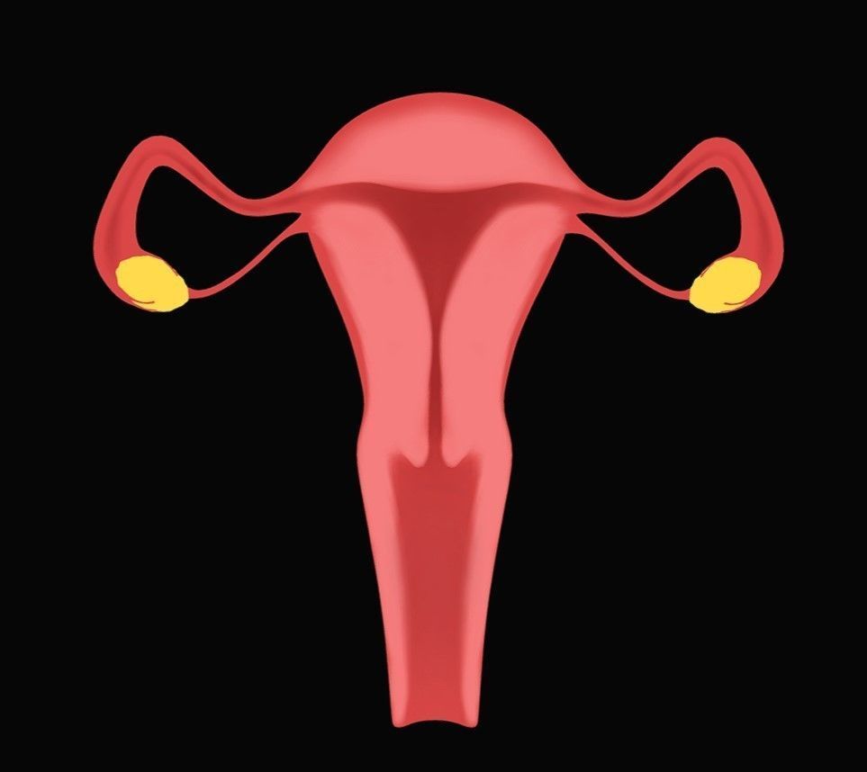 Female Reproductive System Low-poly 3D model_9