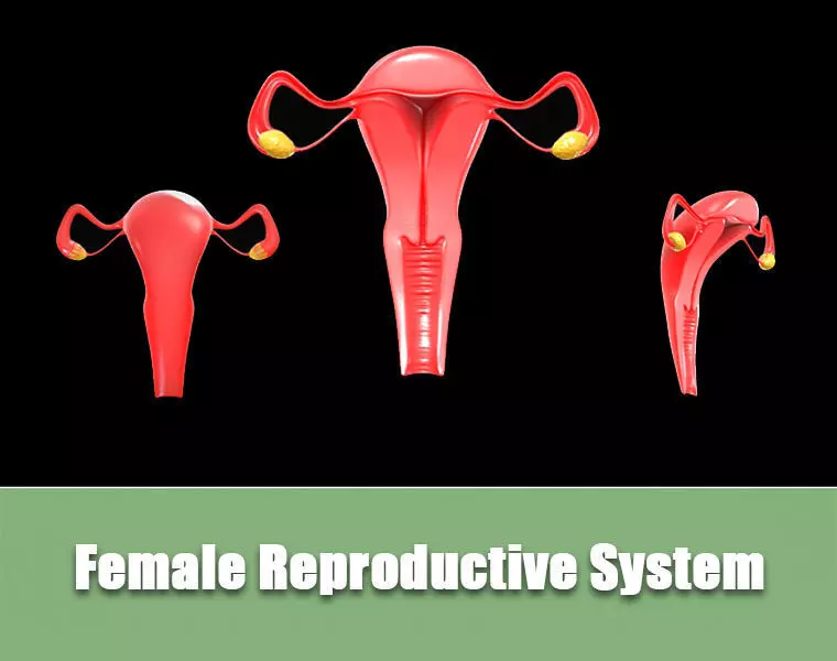 Female Reproductive System Low-poly 3D model_0