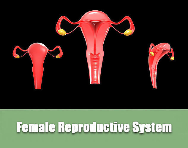 Female Reproductive System Low-poly 3D model