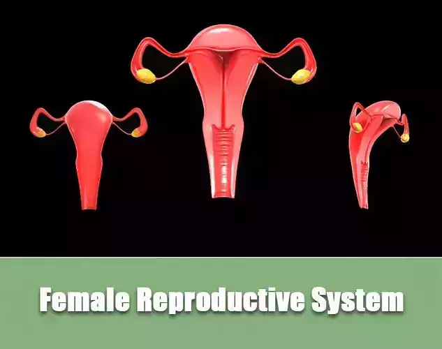 Female Reproductive System