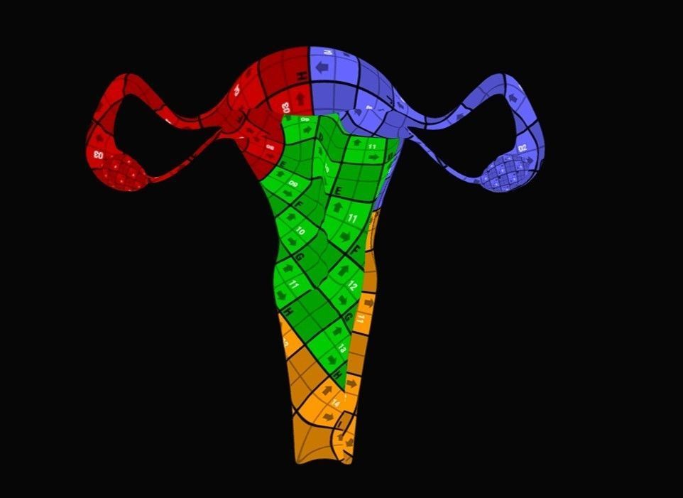Female Reproductive System Low-poly 3D model_8