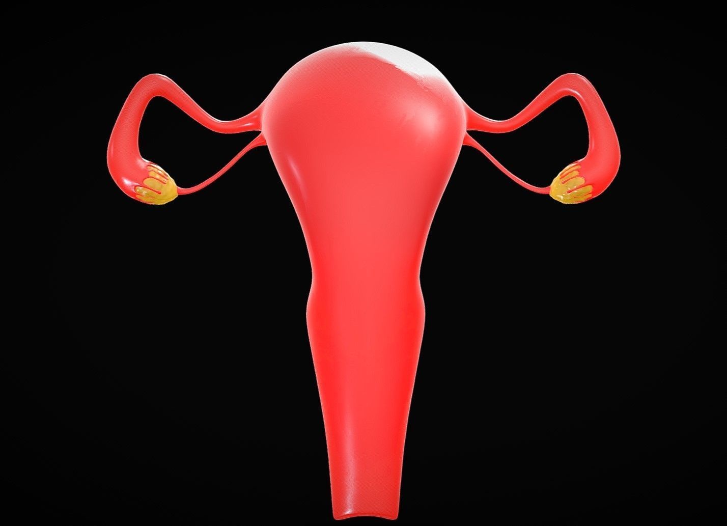 Female Reproductive System Low-poly 3D model_6