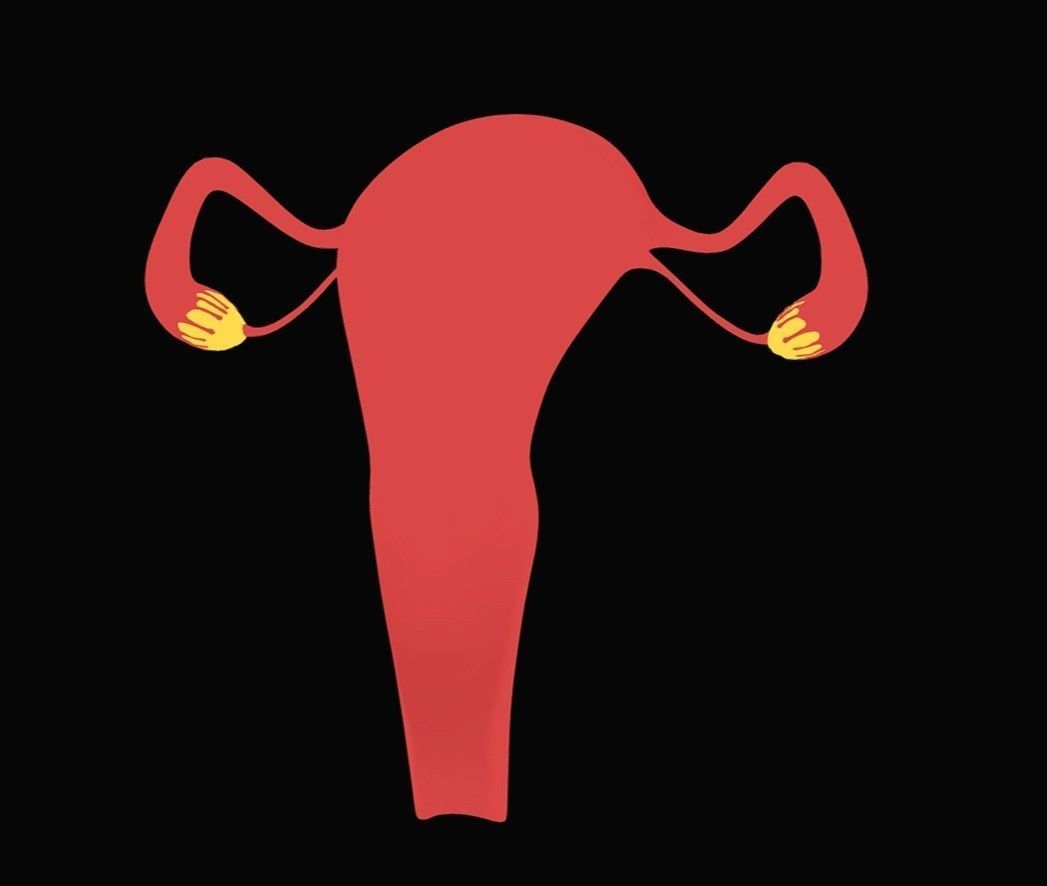 Female Reproductive System Low-poly 3D model_11