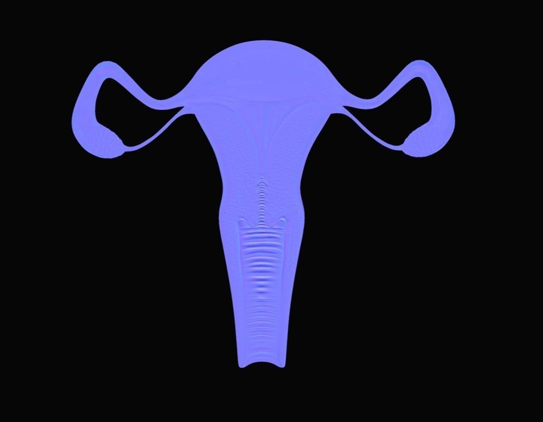 Female Reproductive System Low-poly 3D model_14