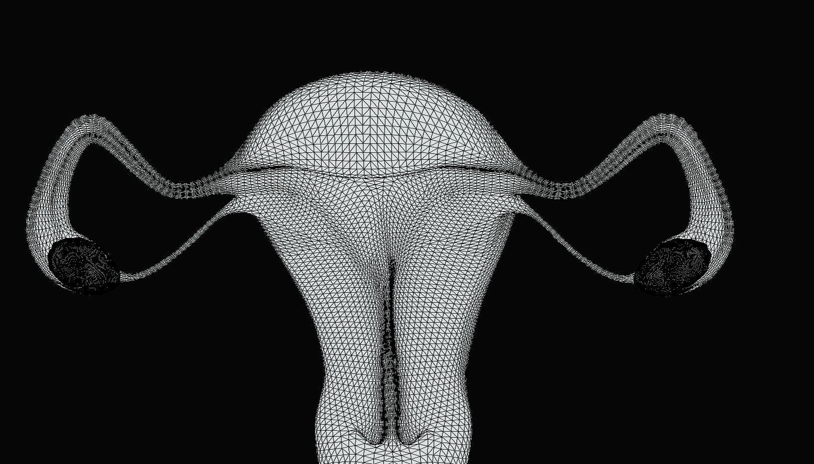 Female Reproductive System Low-poly 3D model_13