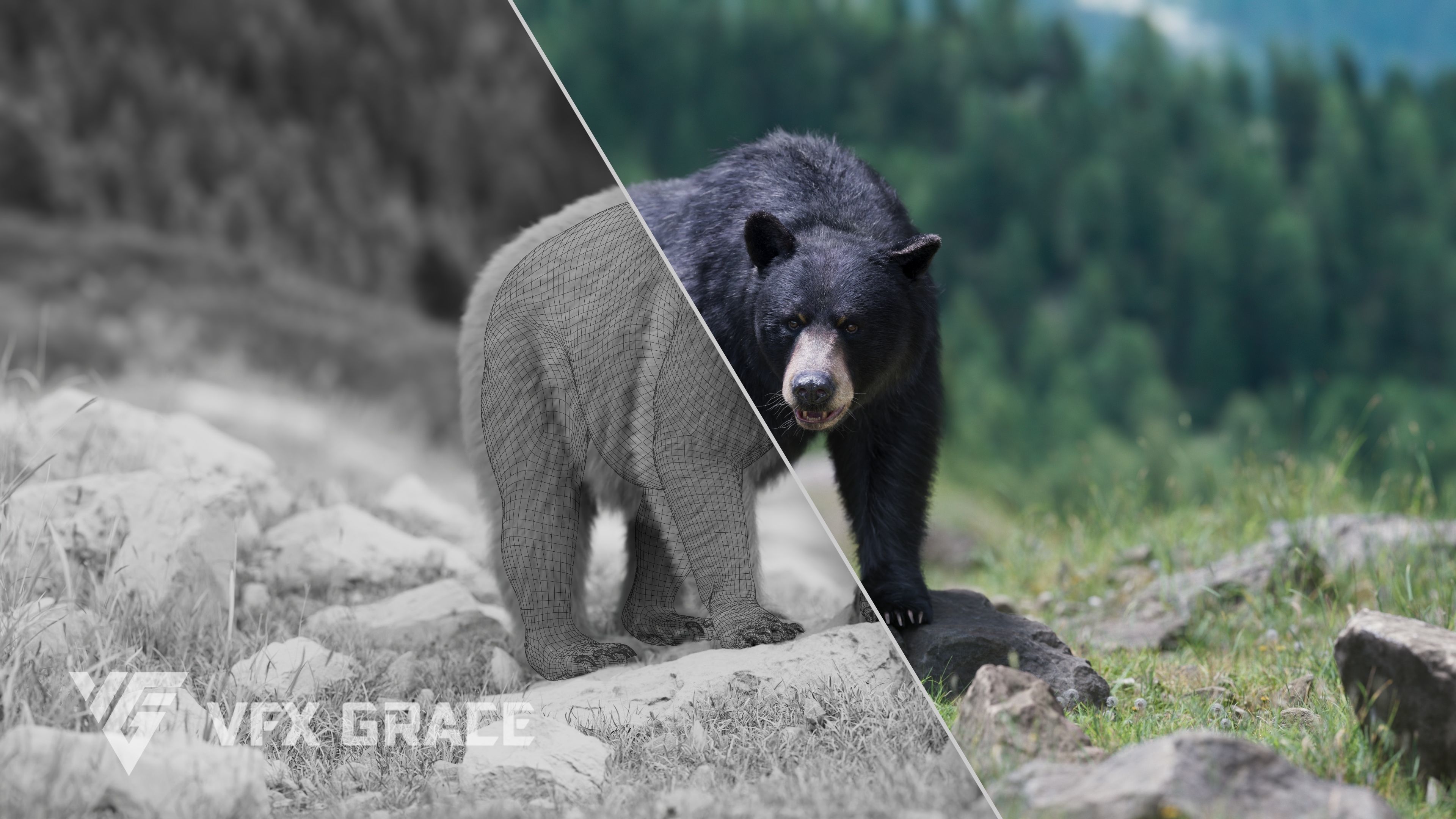 American Black Bear Animated VFX Grace 3D model_8