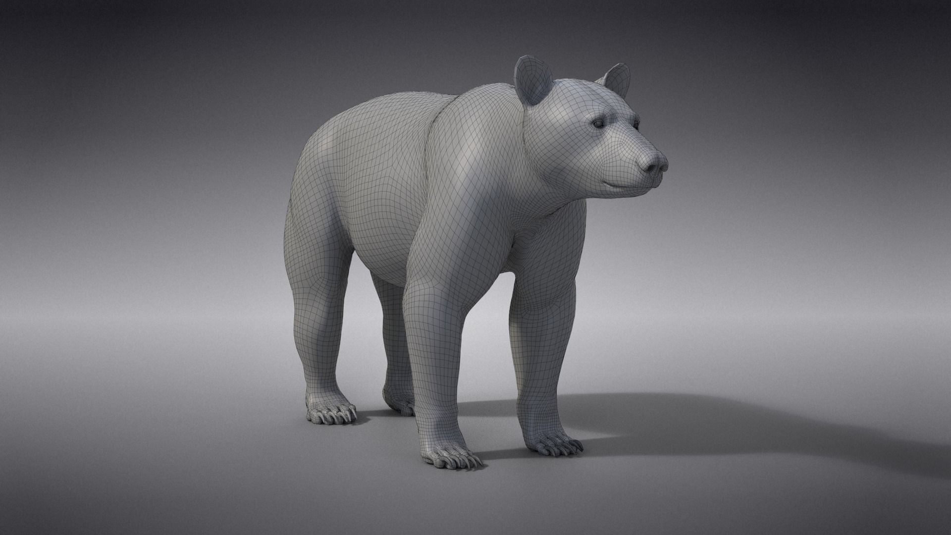 American Black Bear Animated VFX Grace 3D model_22