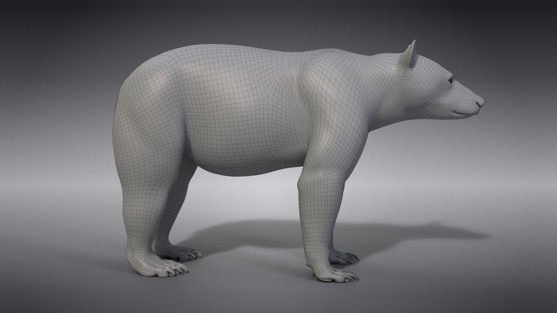 American Black Bear Animated VFX Grace 3D model_24