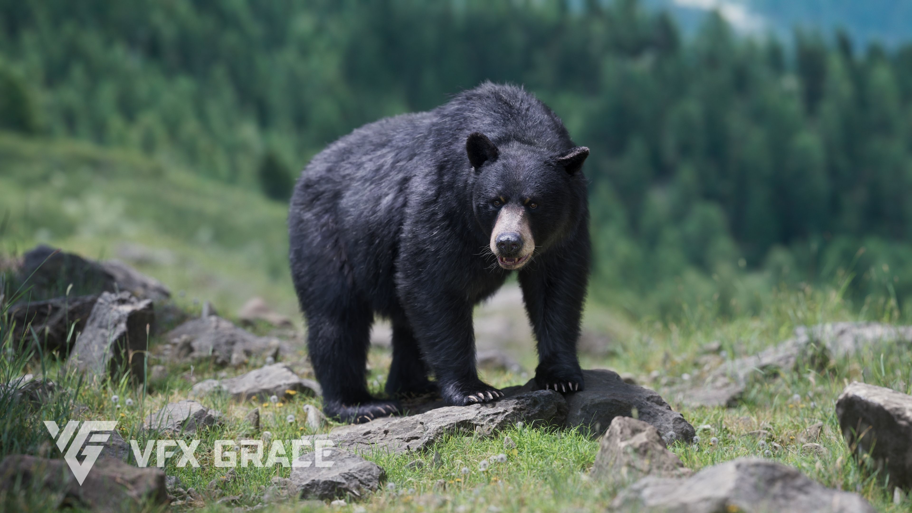 American Black Bear Animated VFX Grace 3D model_7