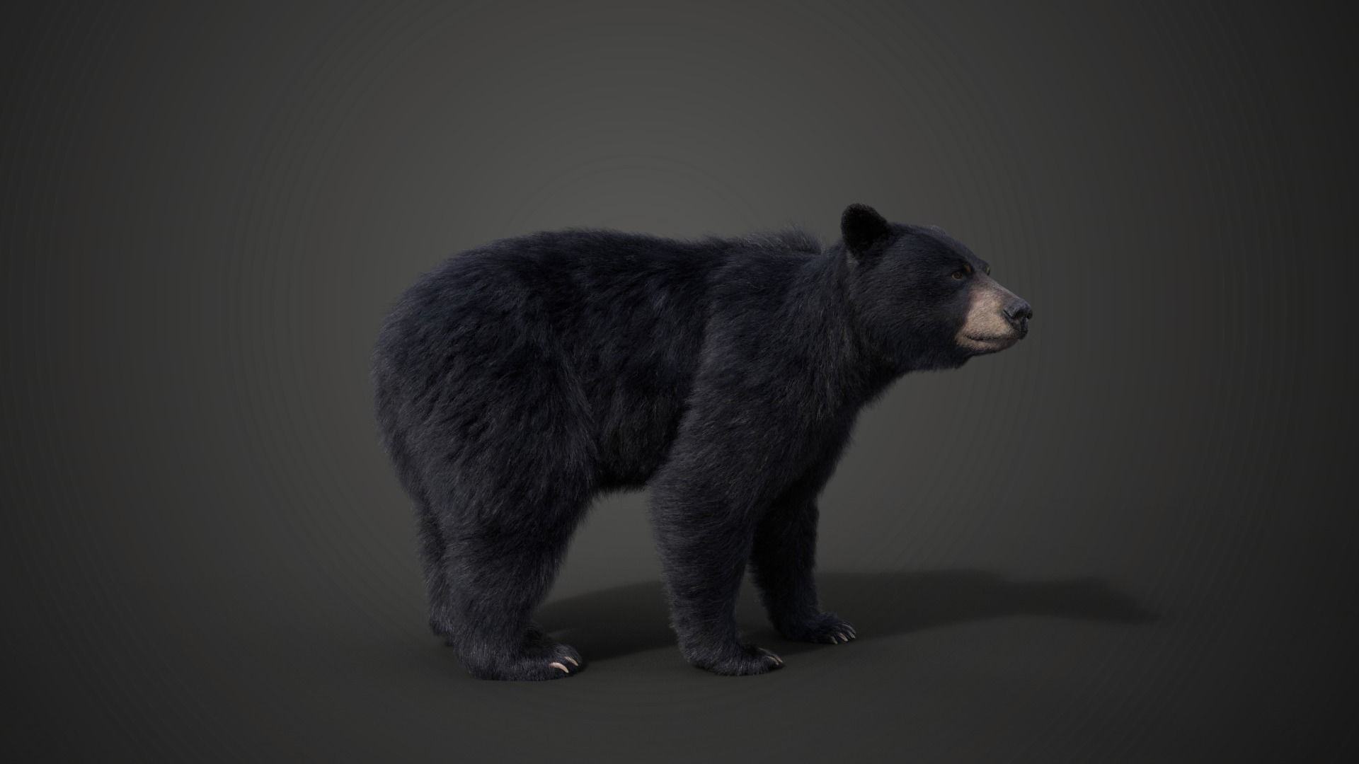 American Black Bear Animated VFX Grace 3D model_11