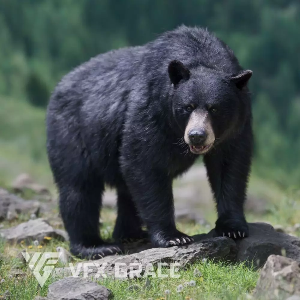 American Black Bear Animated VFX Grace 3D model_0