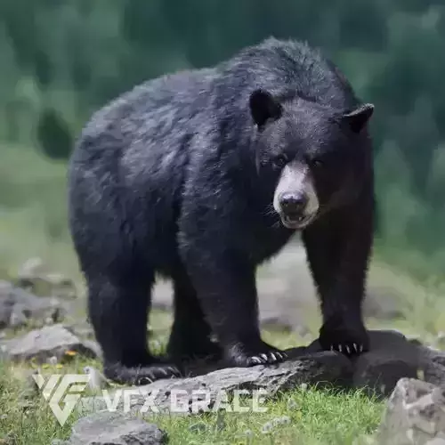 American Black Bear Animated VFX Grace 3D model