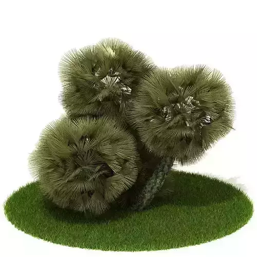 Model Plant cactus on grass 3D model