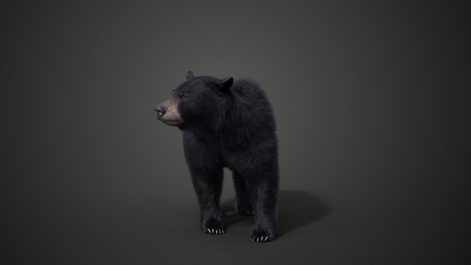 American Black Bear Rigged VFX Grace 3D model_3
