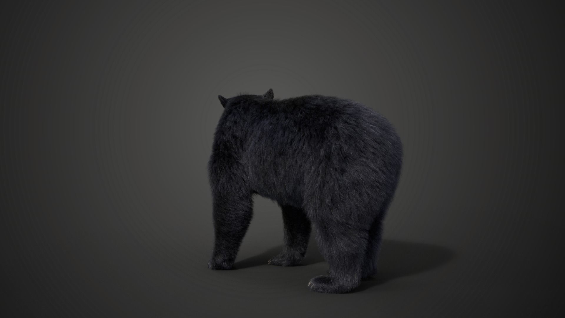 American Black Bear Rigged VFX Grace 3D model_6
