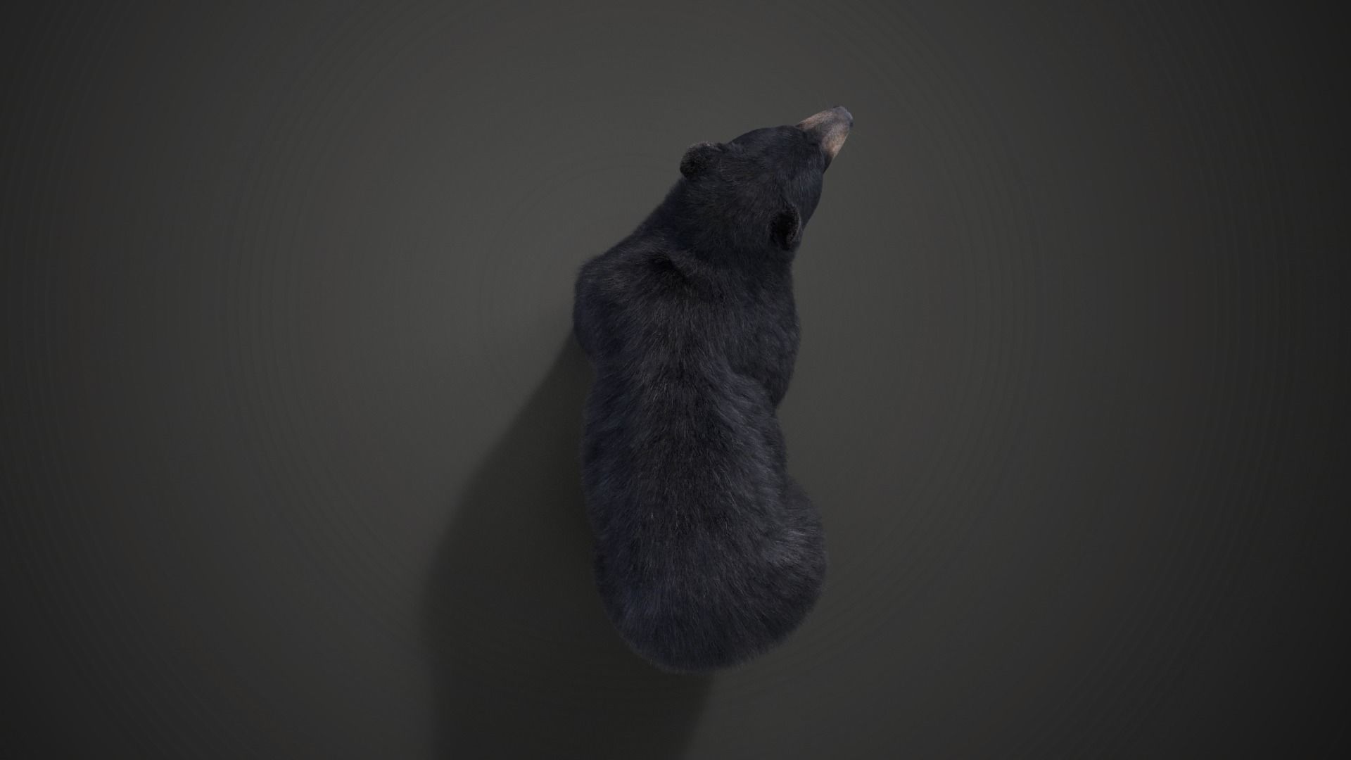 American Black Bear Rigged VFX Grace 3D model_7