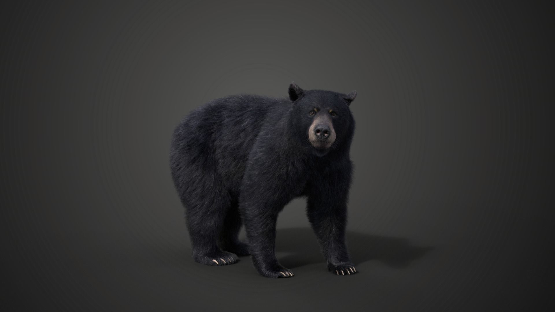 American Black Bear Rigged VFX Grace 3D model_4