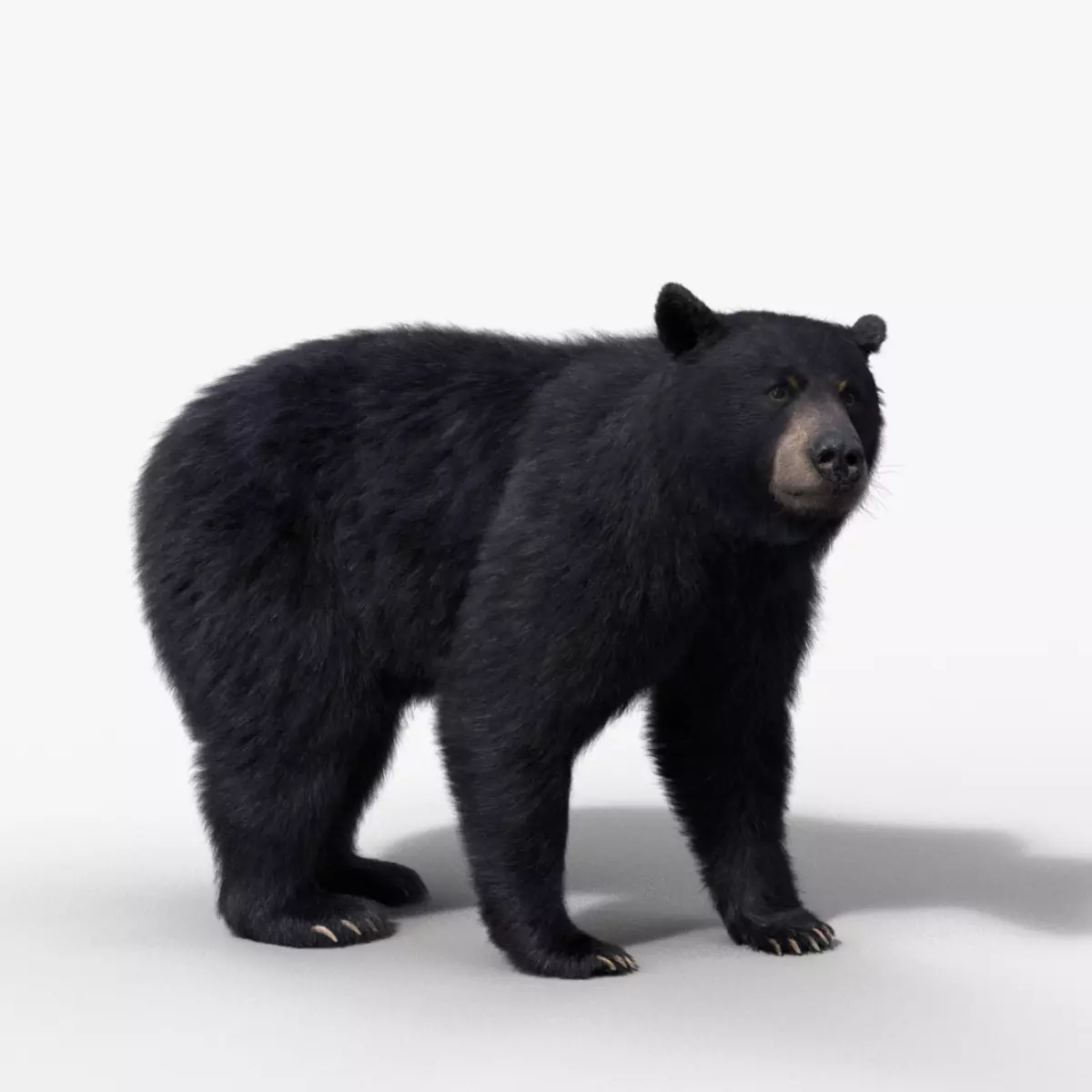 American Black Bear Rigged VFX Grace 3D model_0