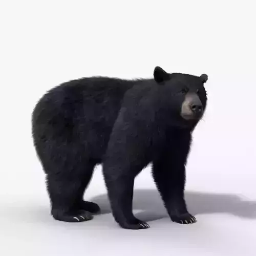 American Black Bear Rigged VFX Grace 3D model