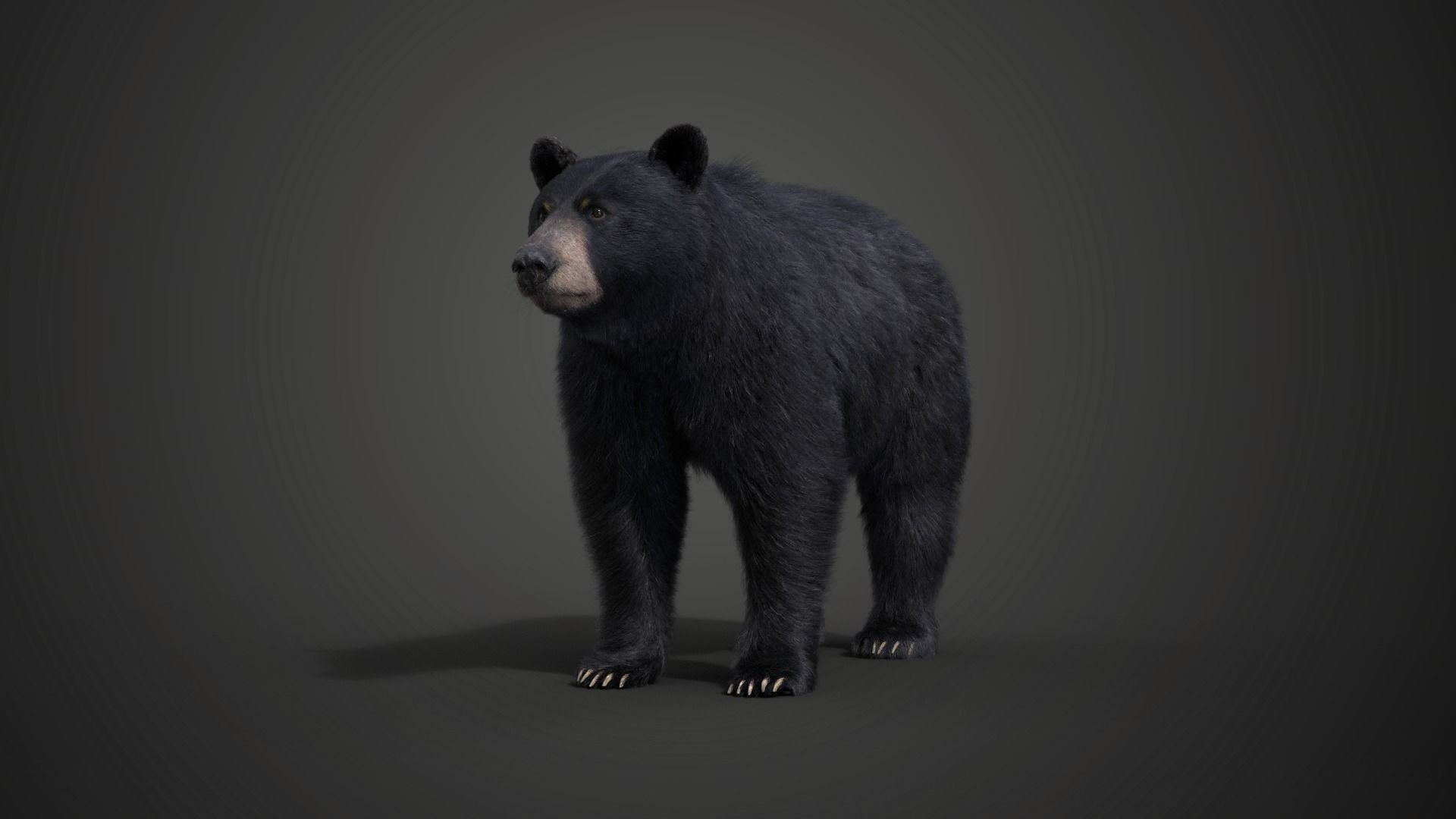 American Black Bear Rigged VFX Grace 3D model_2