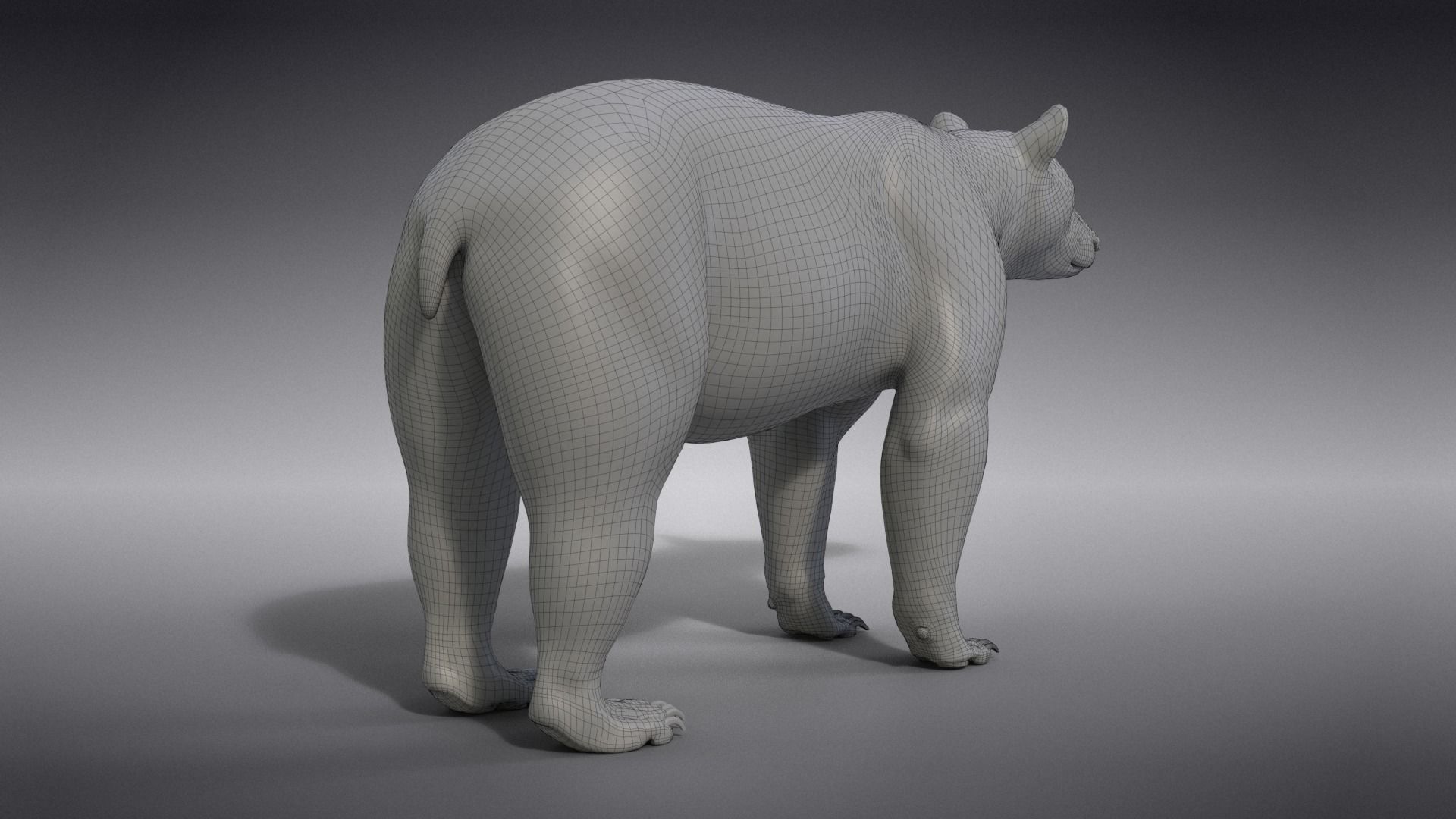 American Black Bear Rigged VFX Grace 3D model_16