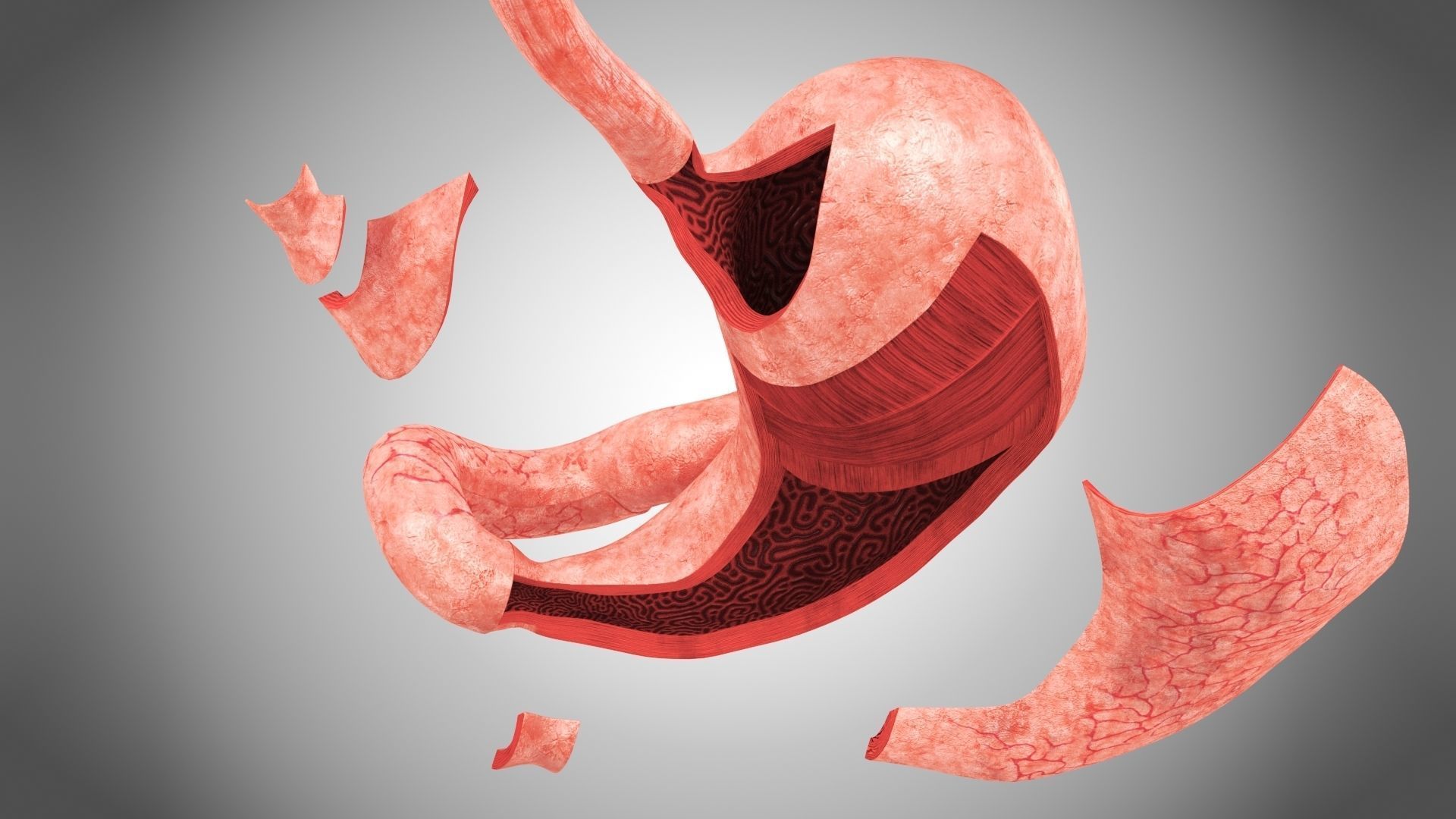 Stomach Anatomy 3D model_7
