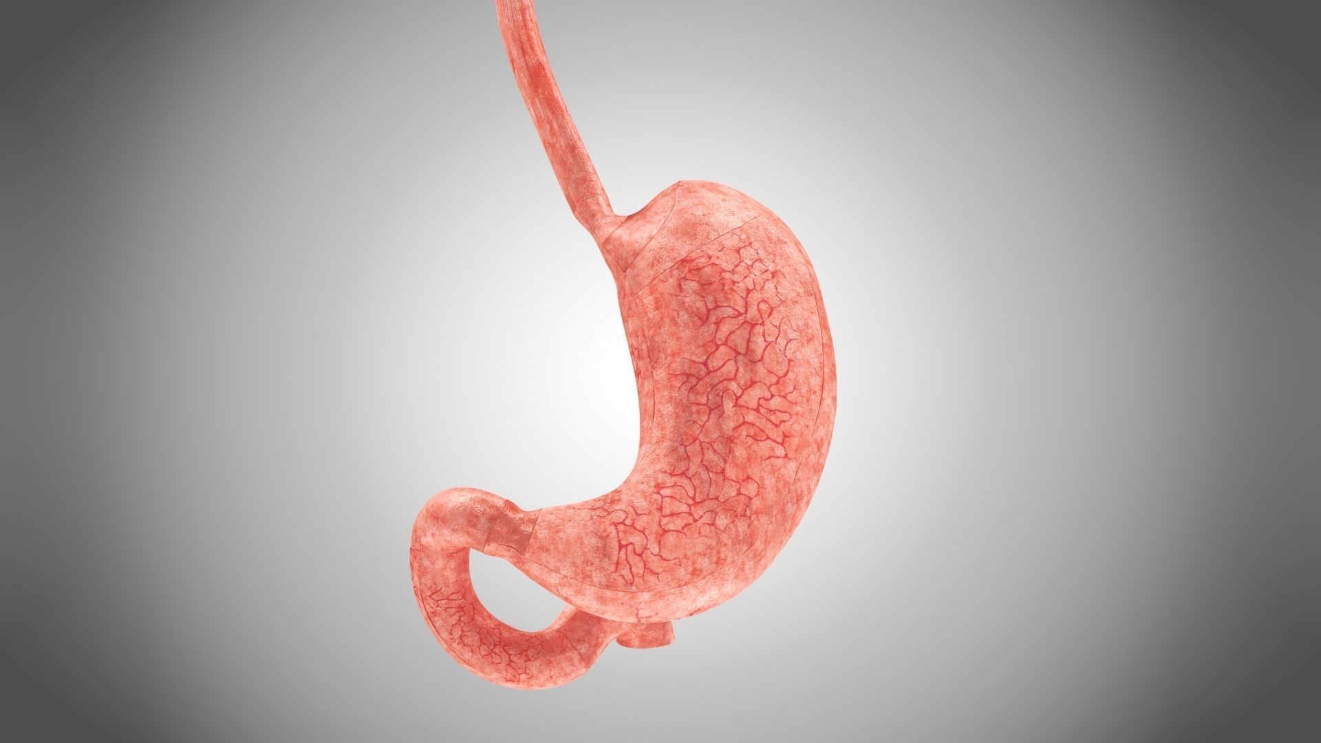 Stomach Anatomy 3D model_3