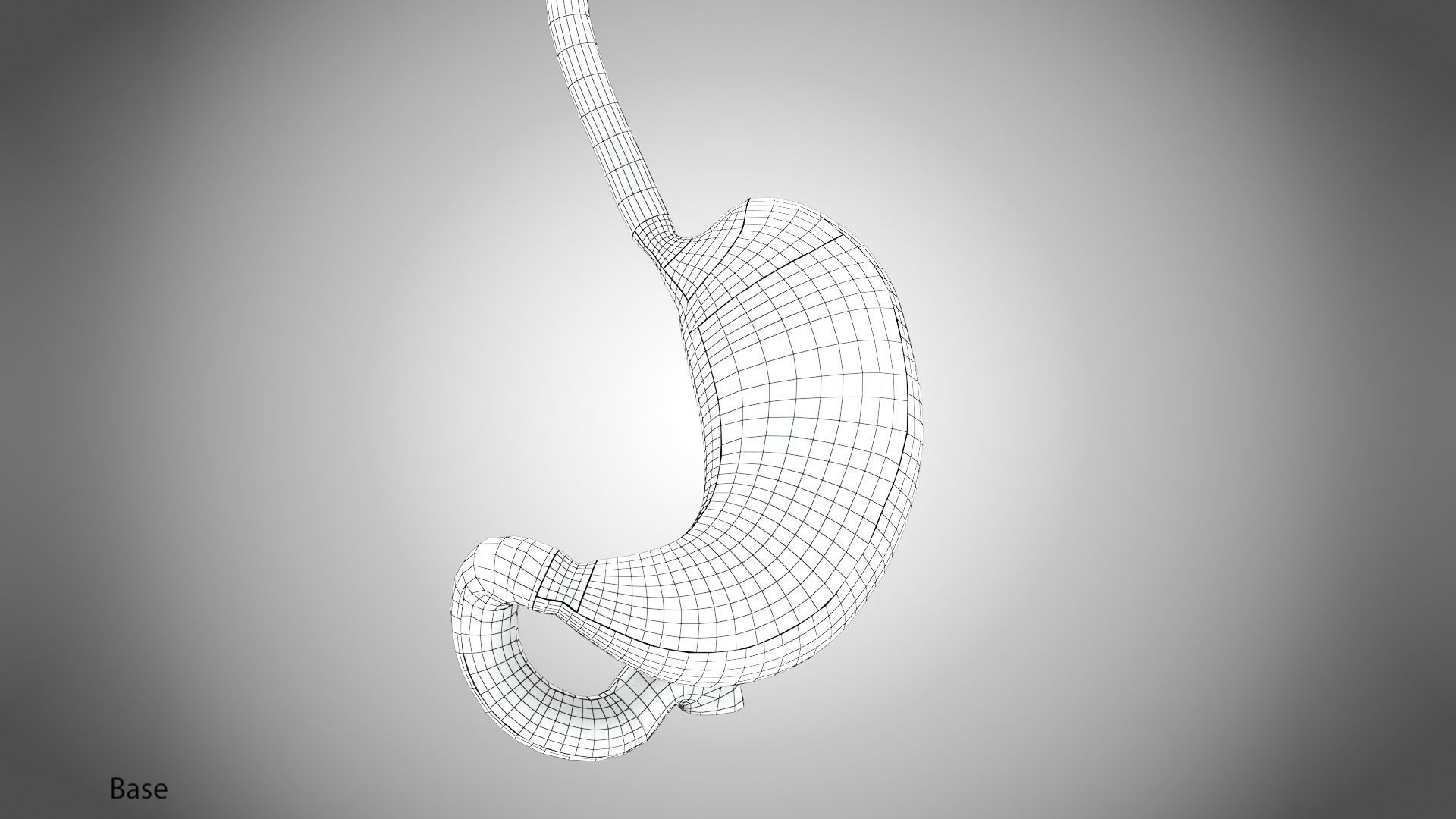 Stomach Anatomy 3D model_13