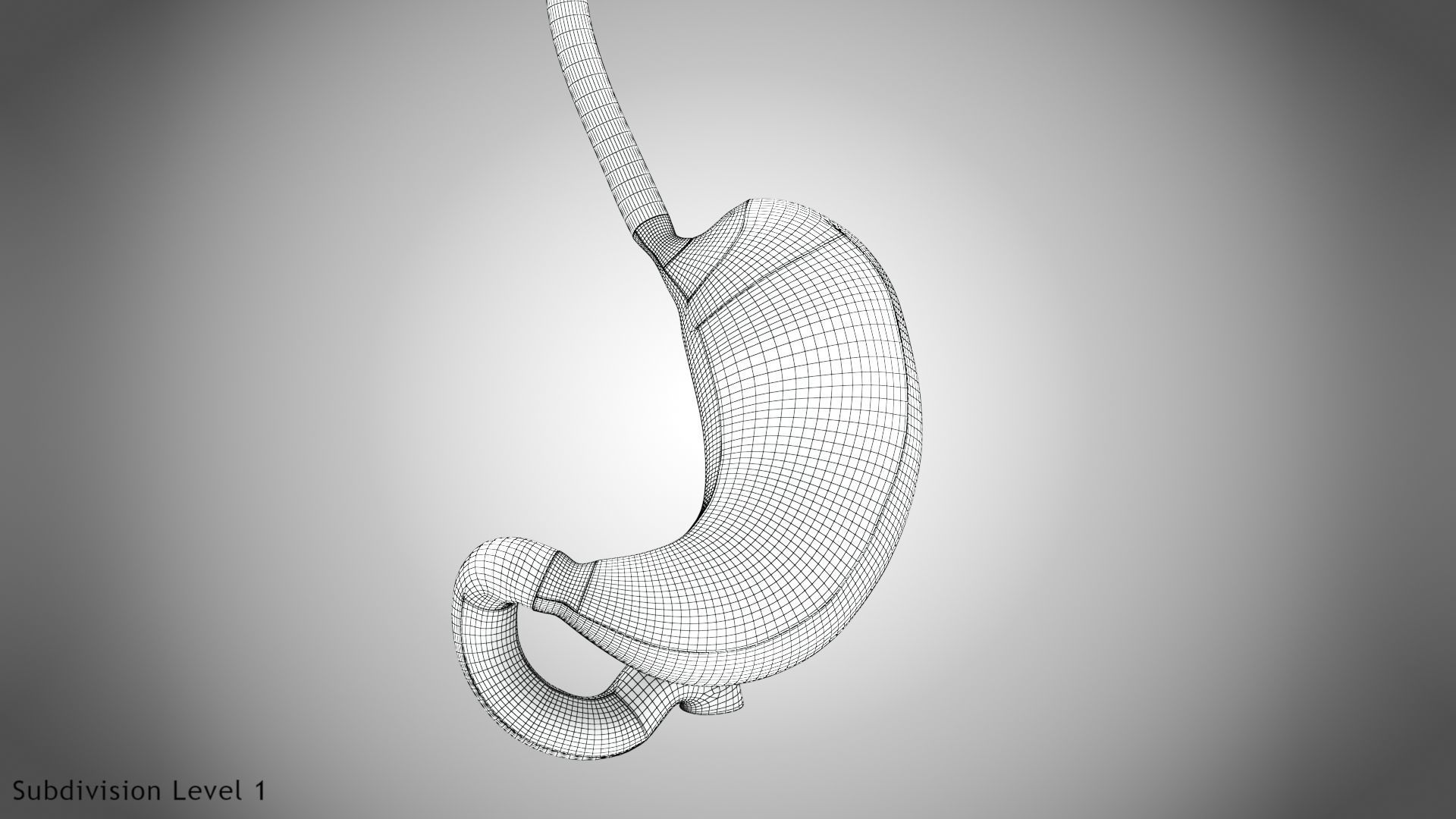 Stomach Anatomy 3D model_16
