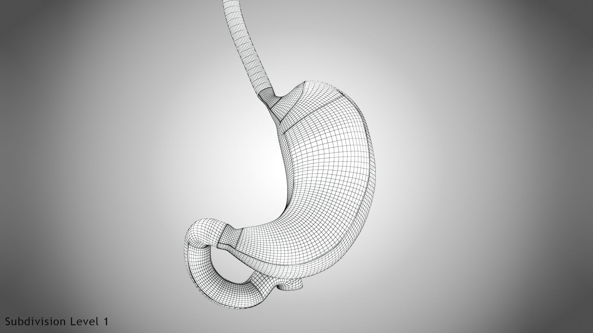 Stomach Anatomy 3D model_14
