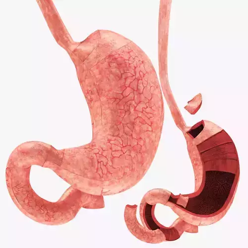 Stomach Anatomy 3D model