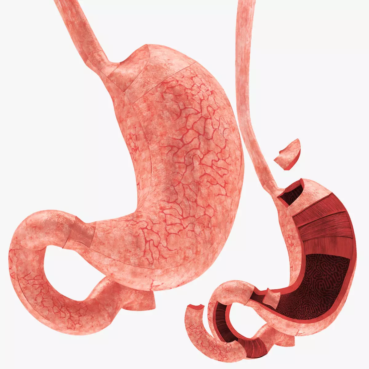 Stomach Anatomy 3D model_0