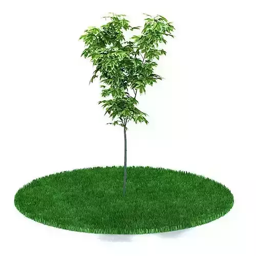 Tree In Newly Fresh Lawn