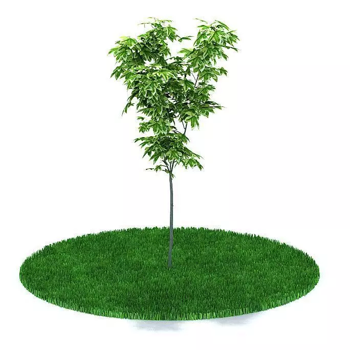 Tree In Newly Fresh Lawn 3D model_0