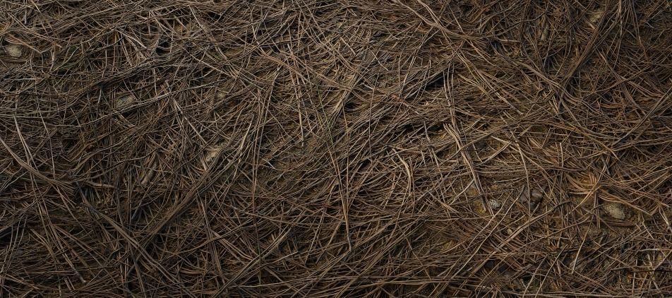 DRIED PINE NEEDLES 4k Texture_1