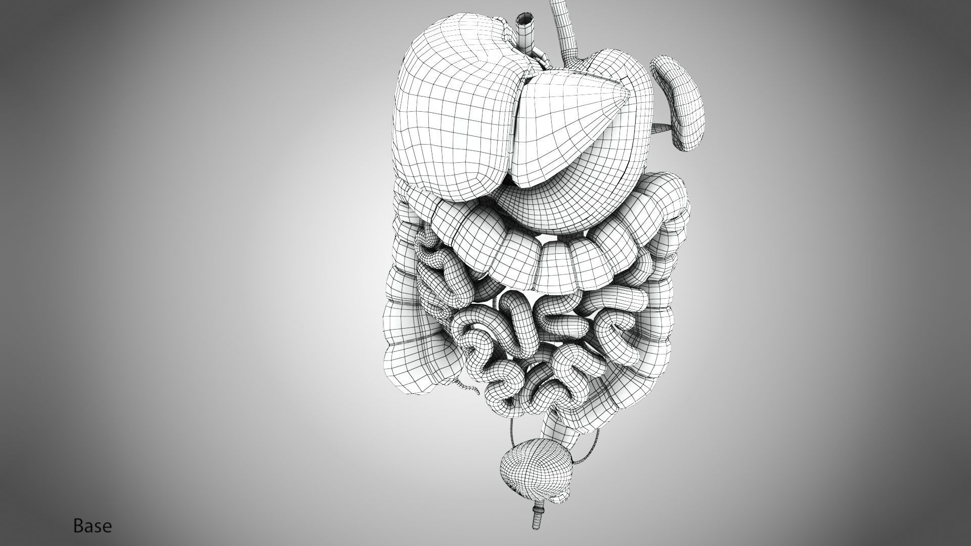 Digestive Organs with Anatomic Cut Low-poly 3D model_61