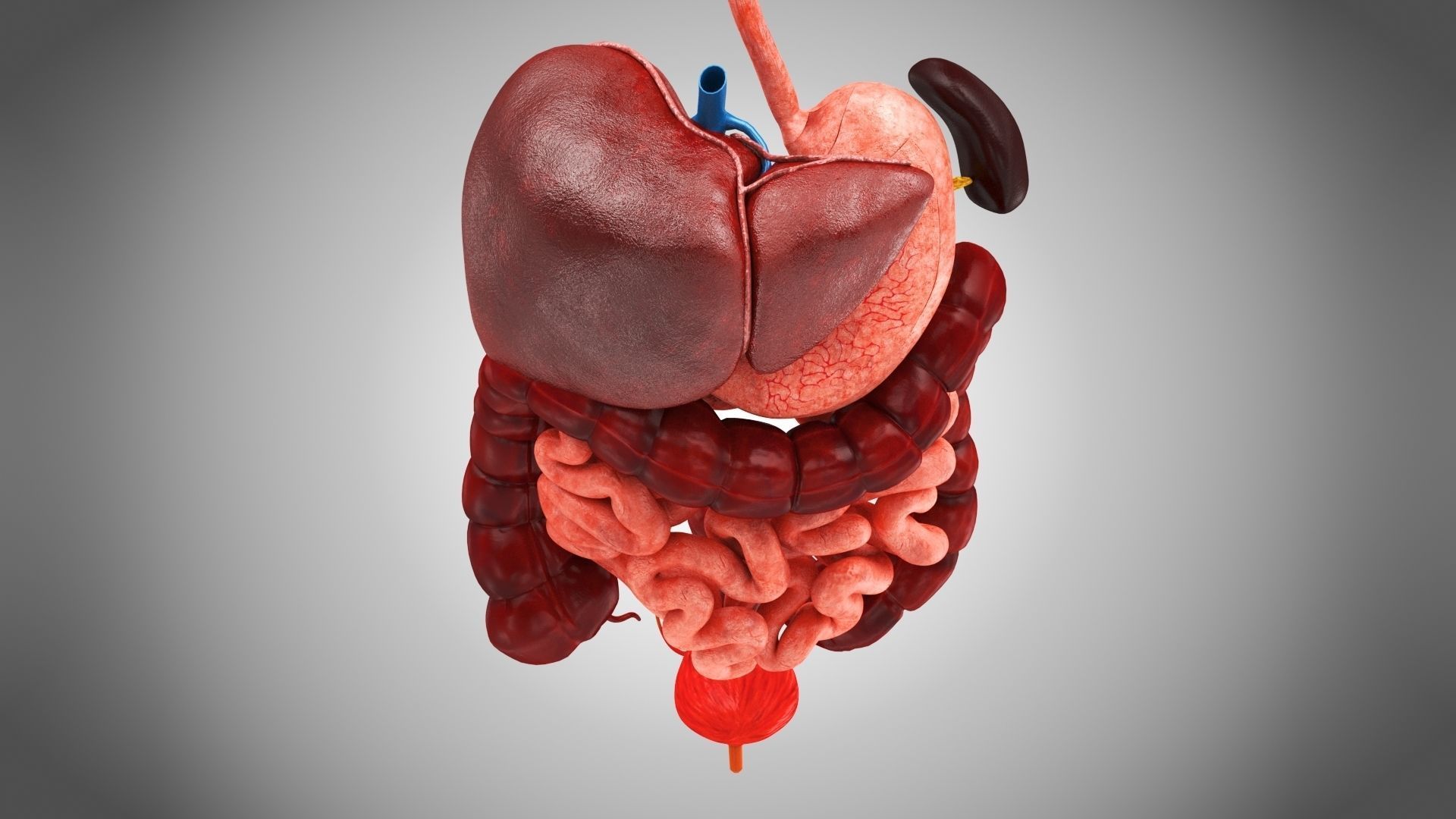 Digestive Organs with Anatomic Cut Low-poly 3D model_10