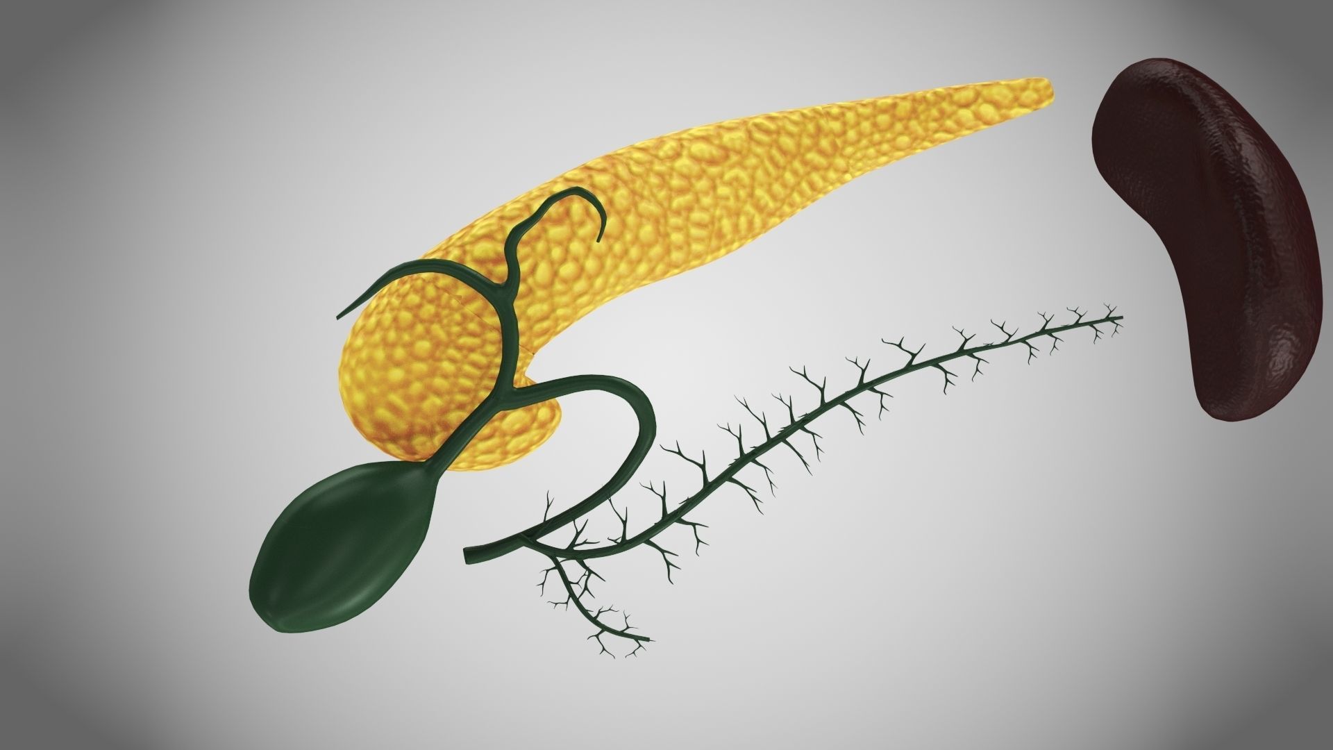 Digestive Organs with Anatomic Cut Low-poly 3D model_34