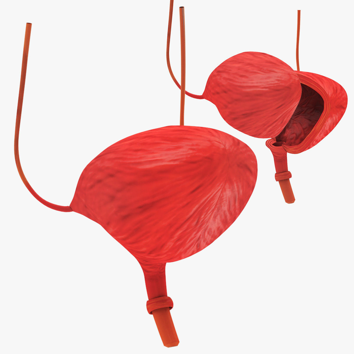 Digestive Organs with Anatomic Cut Low-poly 3D model_16