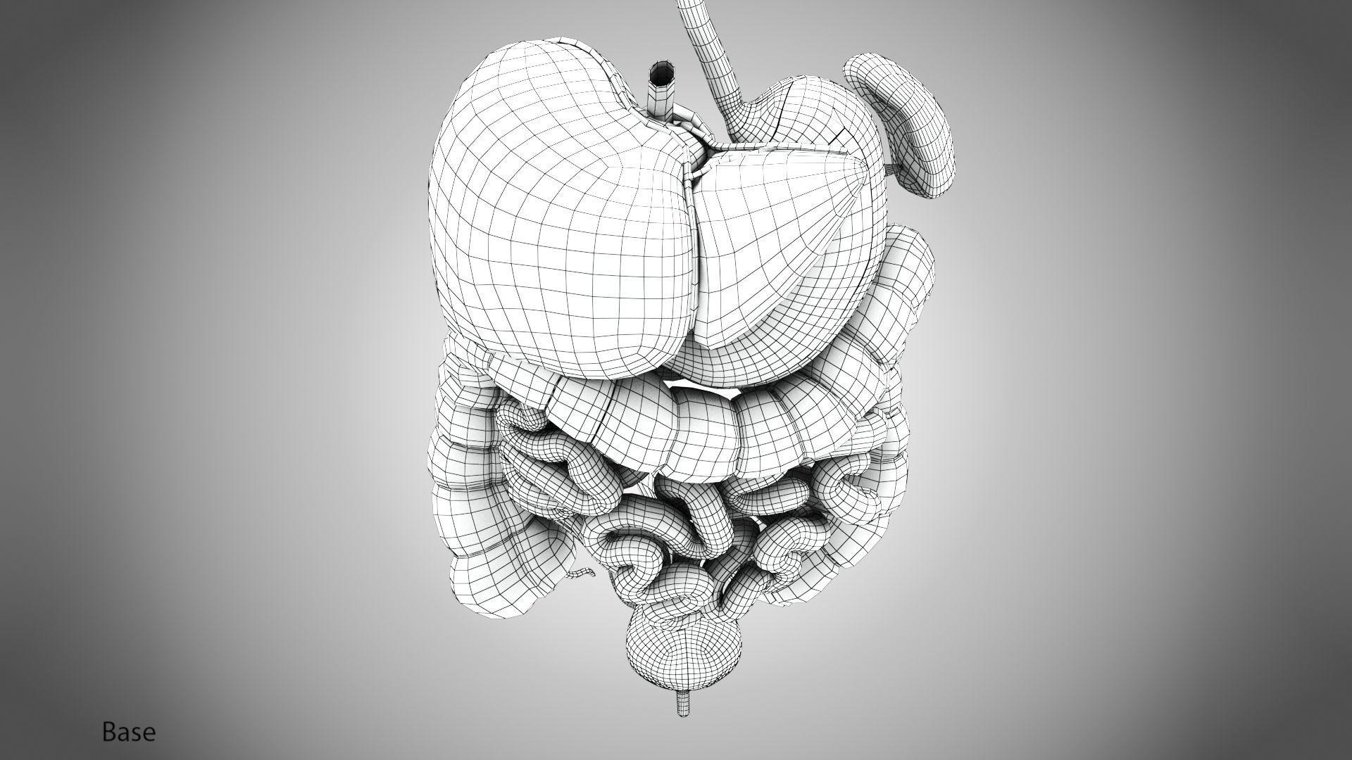 Digestive Organs with Anatomic Cut Low-poly 3D model_82
