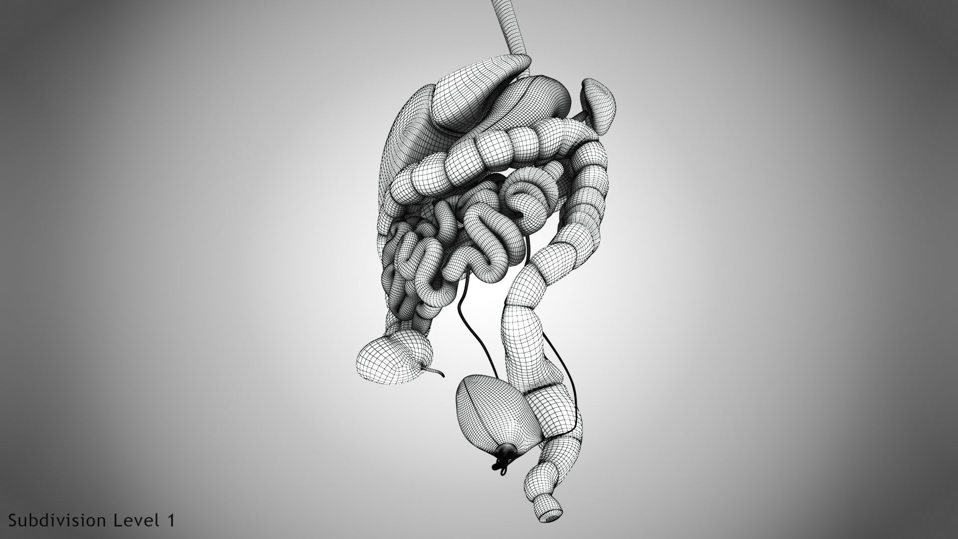 Digestive Organs with Anatomic Cut Low-poly 3D model_77