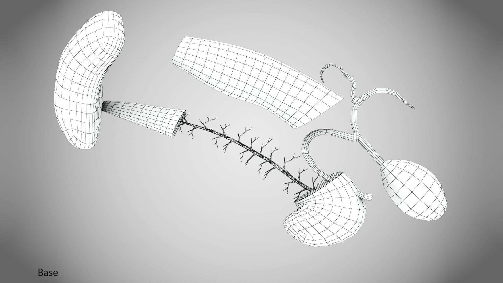 Digestive Organs with Anatomic Cut Low-poly 3D model_69
