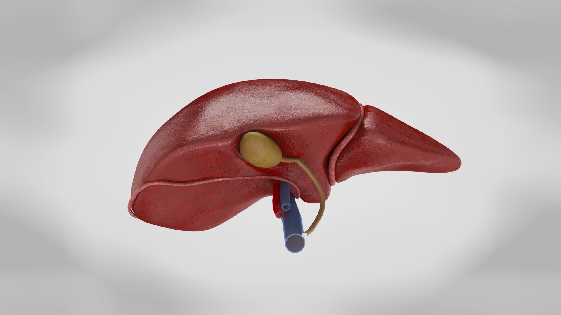 Digestive Organs with Anatomic Cut Low-poly 3D model_28