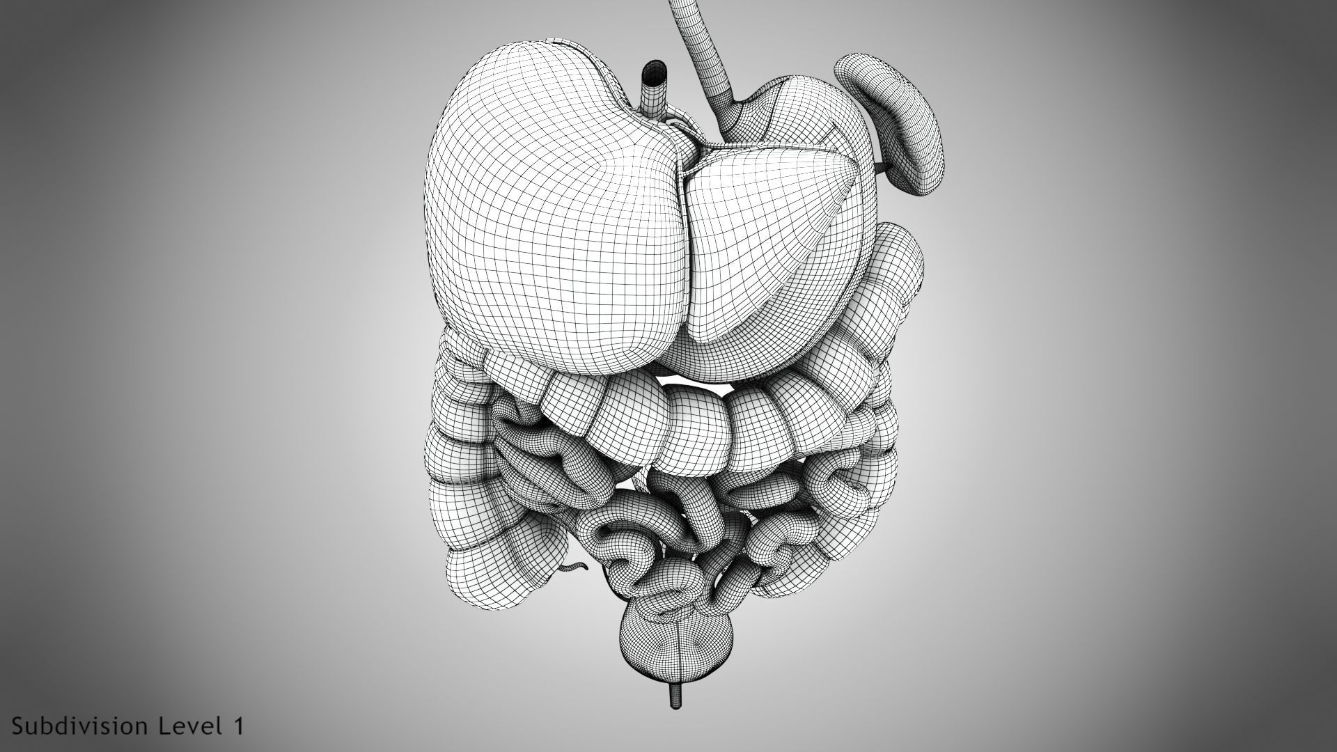 Digestive Organs with Anatomic Cut Low-poly 3D model_81