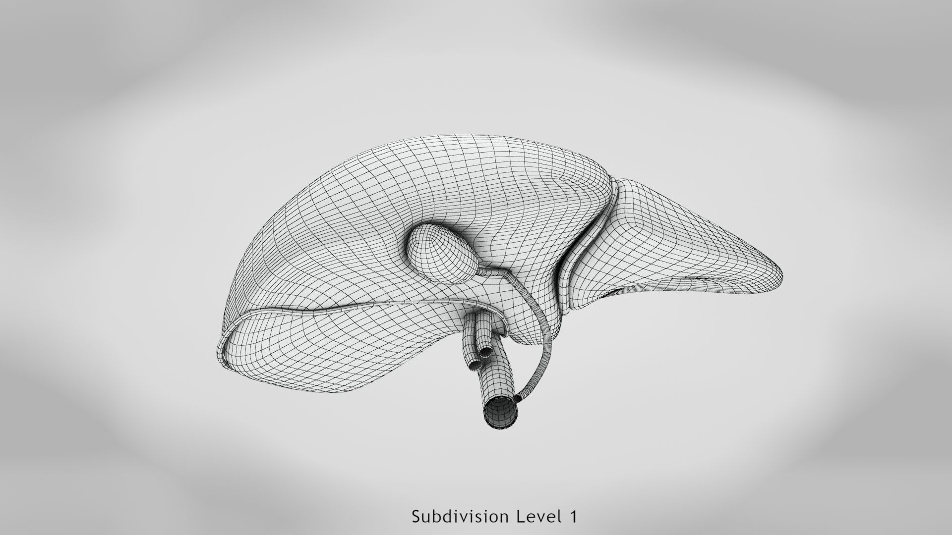 Digestive Organs with Anatomic Cut Low-poly 3D model_31