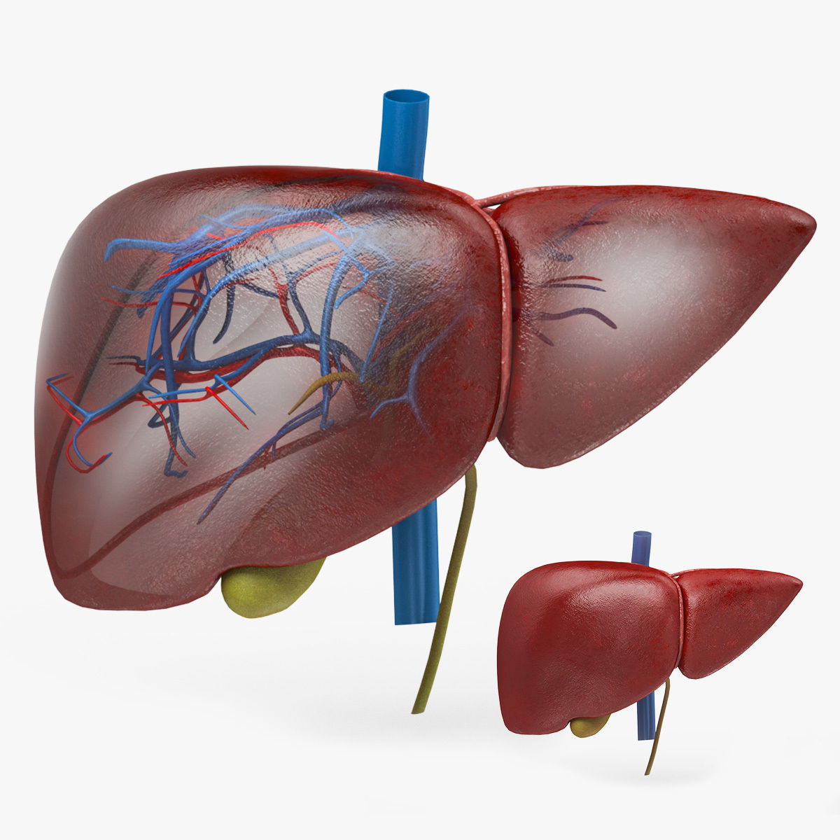 Digestive Organs with Anatomic Cut Low-poly 3D model_42